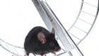 little mouse on an exercise wheel little mouse on an exercise wheel on white background