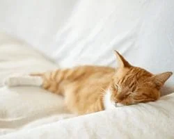 catnapping
