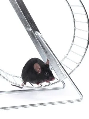 little mouse on an exercise wheel