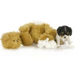 trainingpuppy