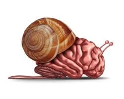 snailbrain
