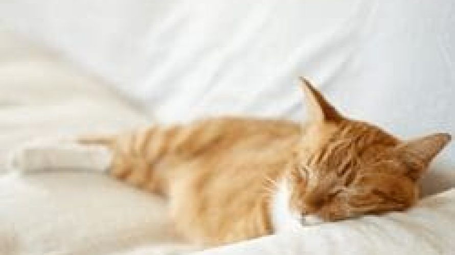 catnapping