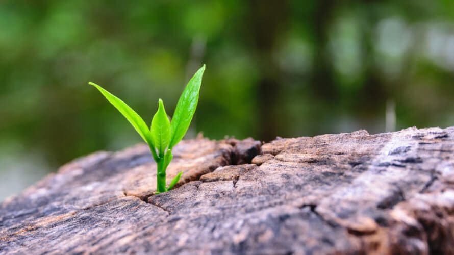 תקווה תקווה