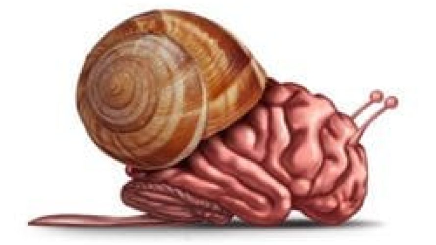snailbrain