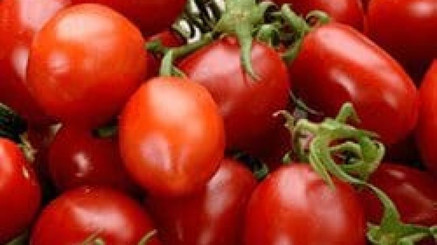 tomatoes