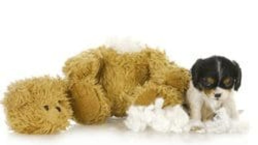 trainingpuppy